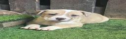 Mixed Breed dogs for sale: Sale 600 £ - Advert 4