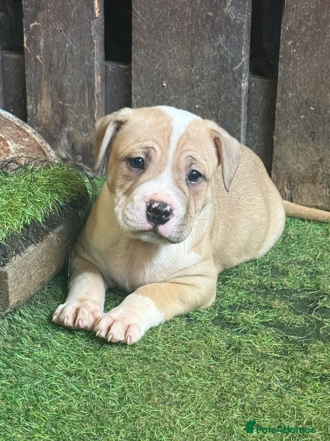 Mixed Breed dogs for sale: Sale 600 £ - Advert 4