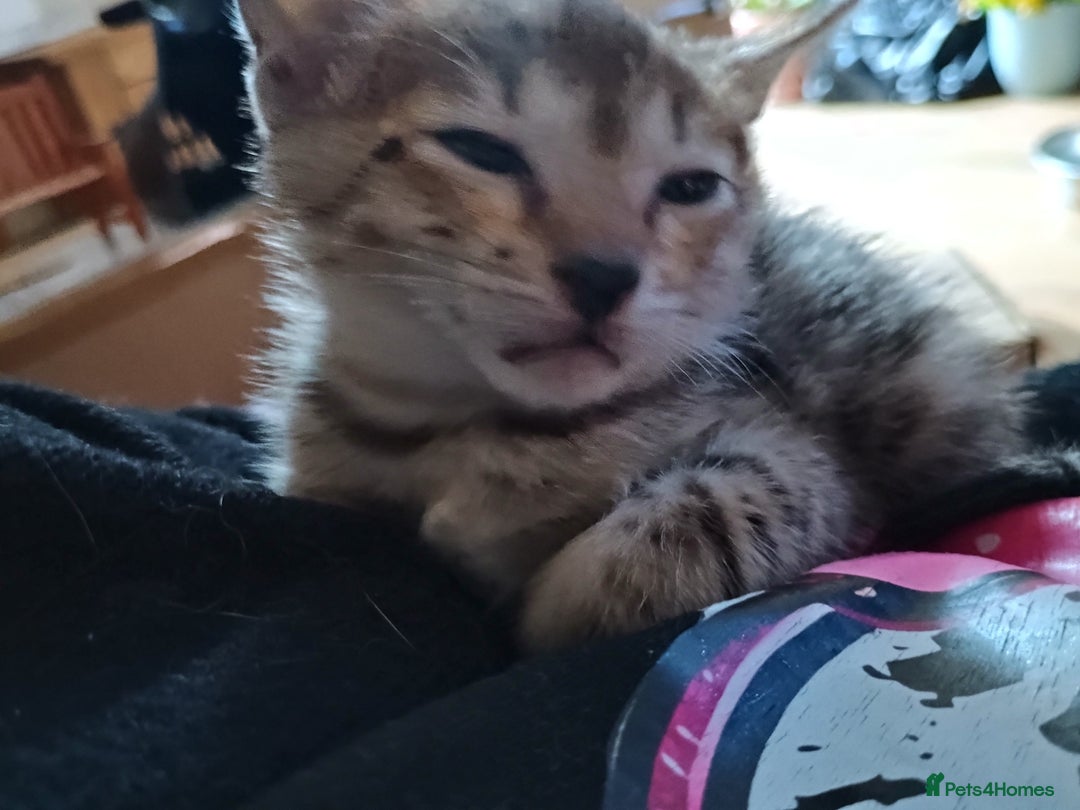 Savannah cats for sale: Gorgeous boy savannah  - Image 2