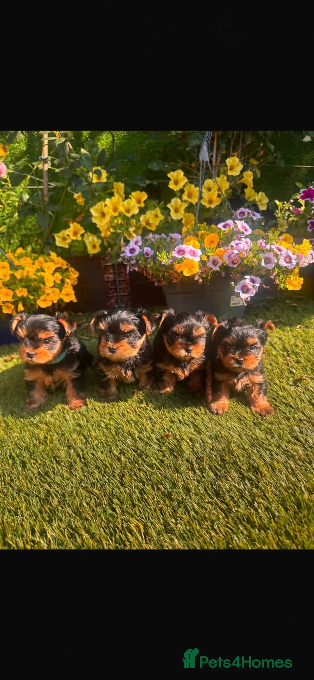 Yorkshire Terrier dogs for sale: READY NOW!!  Yorkshire Terrier Puppies 🐶 💖 - Advert 2
