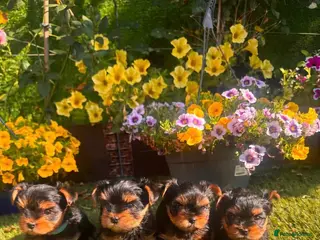 Yorkshire Terrier dogs Adorable Yorkshire Terrier Puppies 🐶 💖 - Advert 10