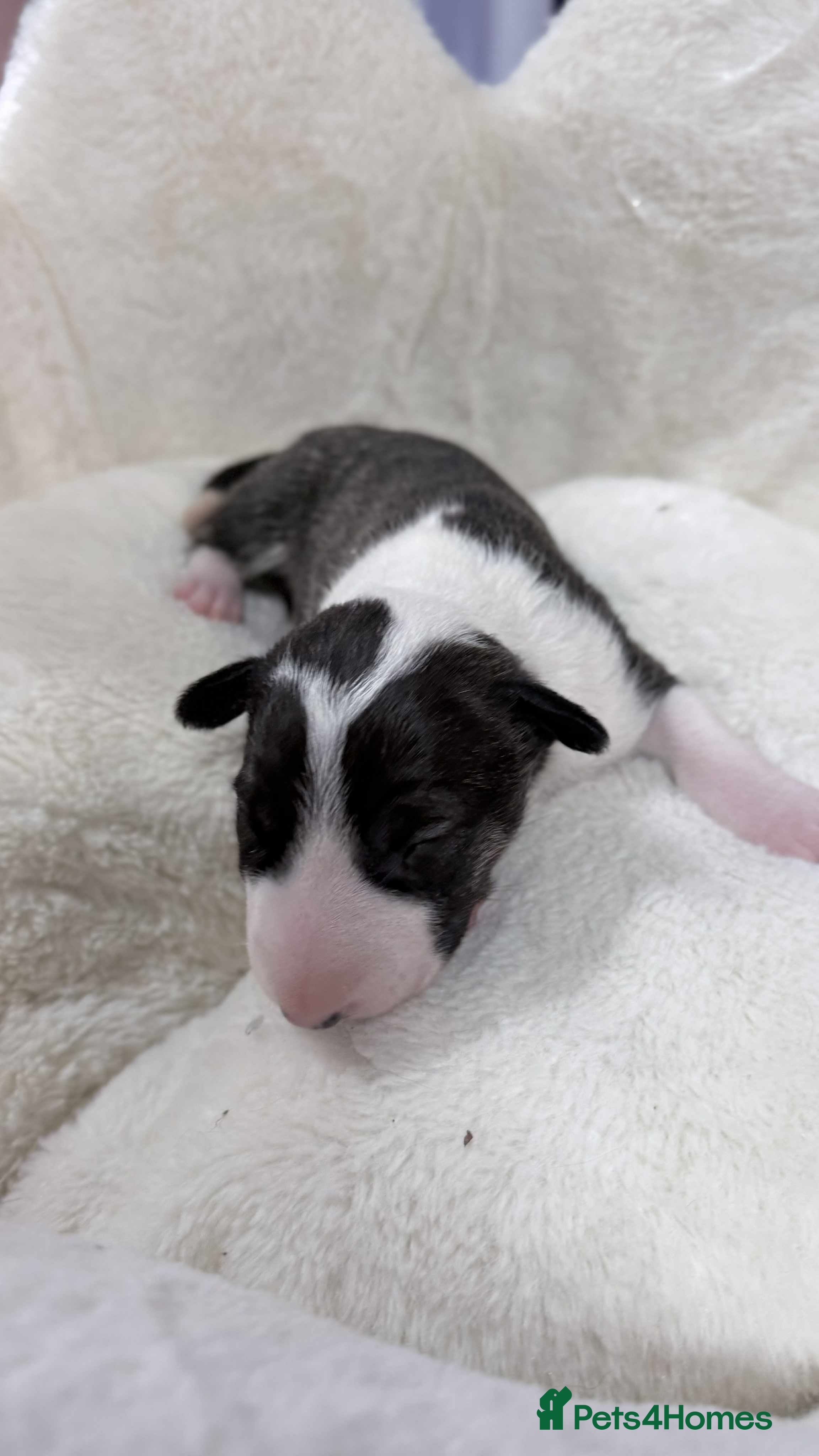 English Bull Terrier dogs Gorgeous English BullTerrier - Advert 5