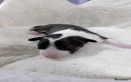 English Bull Terrier dogs for sale: Gorgeous English BullTerrier - Image 1