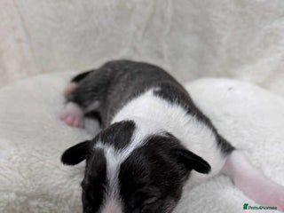 English Bull Terrier dogs - Advert 1