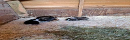 Guinea Pig rodents for sale: Gorgeous mix of guinea pig babies - Advert 8