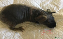 Guinea Pig rodents for sale:  skinny pigs  in Lewes - Image 22