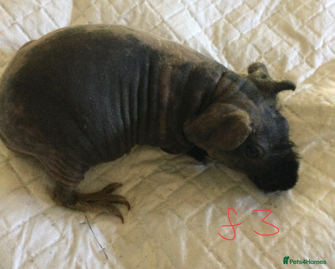 Guinea Pig rodents for sale:  skinny pigs  in Lewes - Image 22
