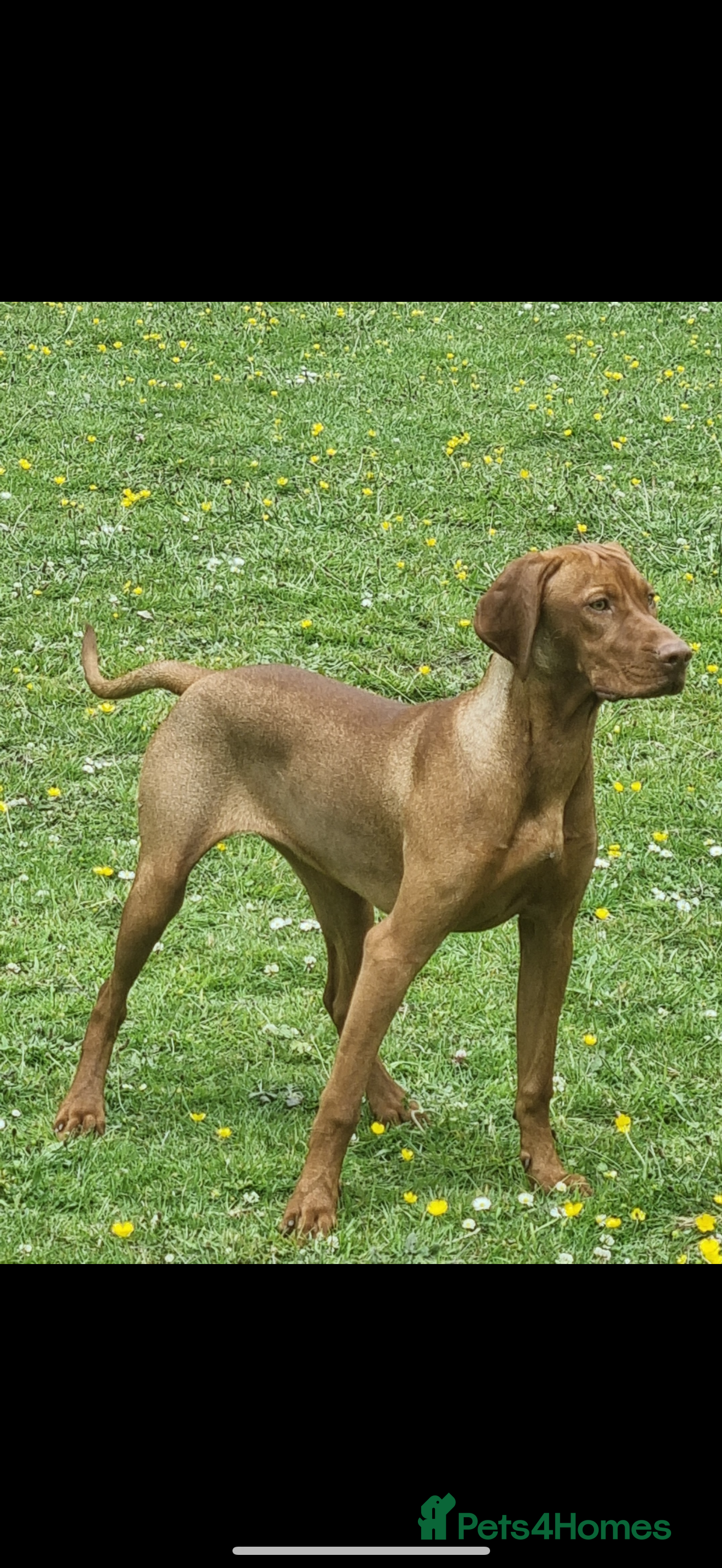 Hungarian Vizsla dogs One Girl, One Boy still available as of 10/12/25 - Advert 1