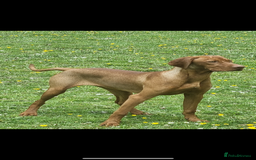 Hungarian Vizsla dogs for sale: daisy has given birth to 8 beautiful puppies  - Advert 1