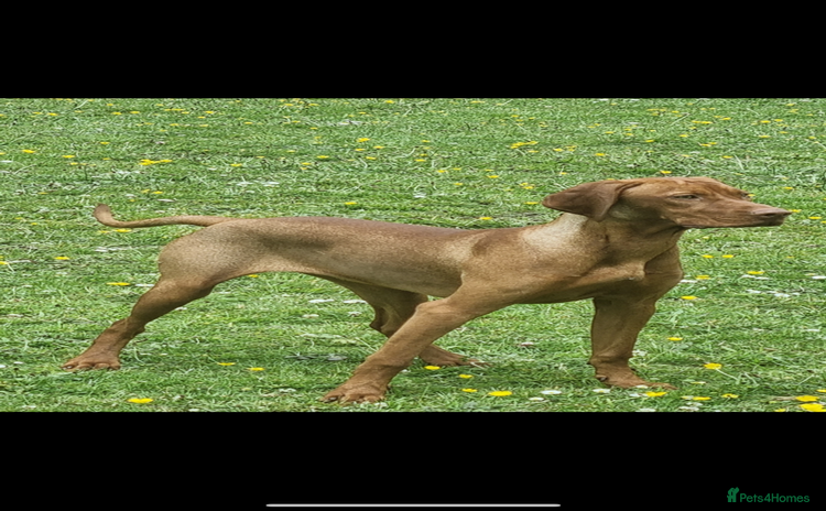 Hungarian Vizsla dogs daisy has given birth to 8 beautiful puppies  - Advert 16