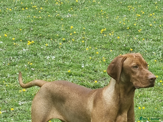 Hungarian Vizsla dogs daisy has given birth to 8 beautiful puppies - Advert 14