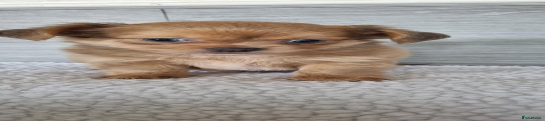 Chihuahua Puppy 6