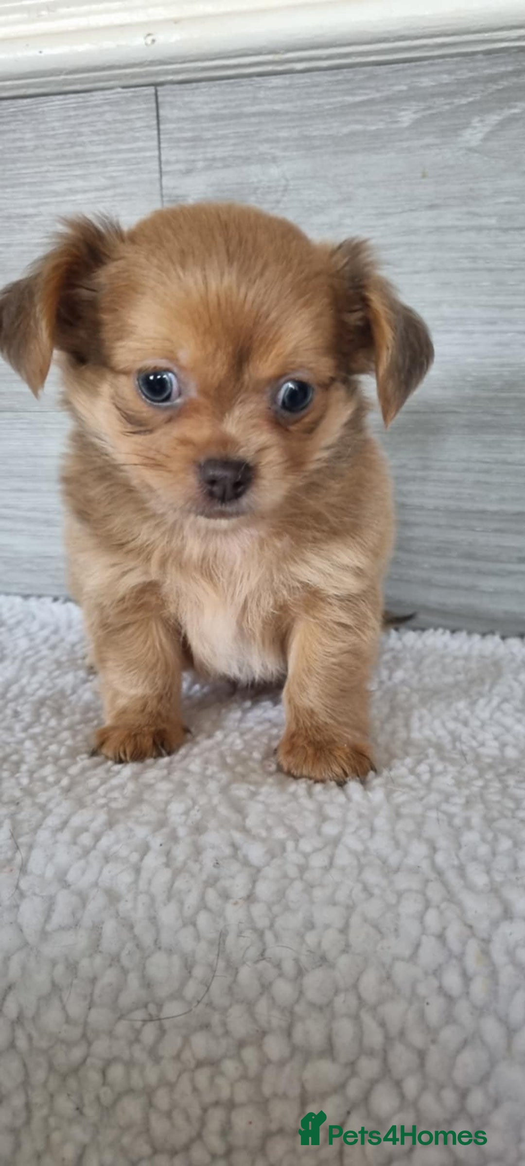 Chihuahua dogs for sale: Cute as a Button: Friendly Chihuahua Puppies - Image 6