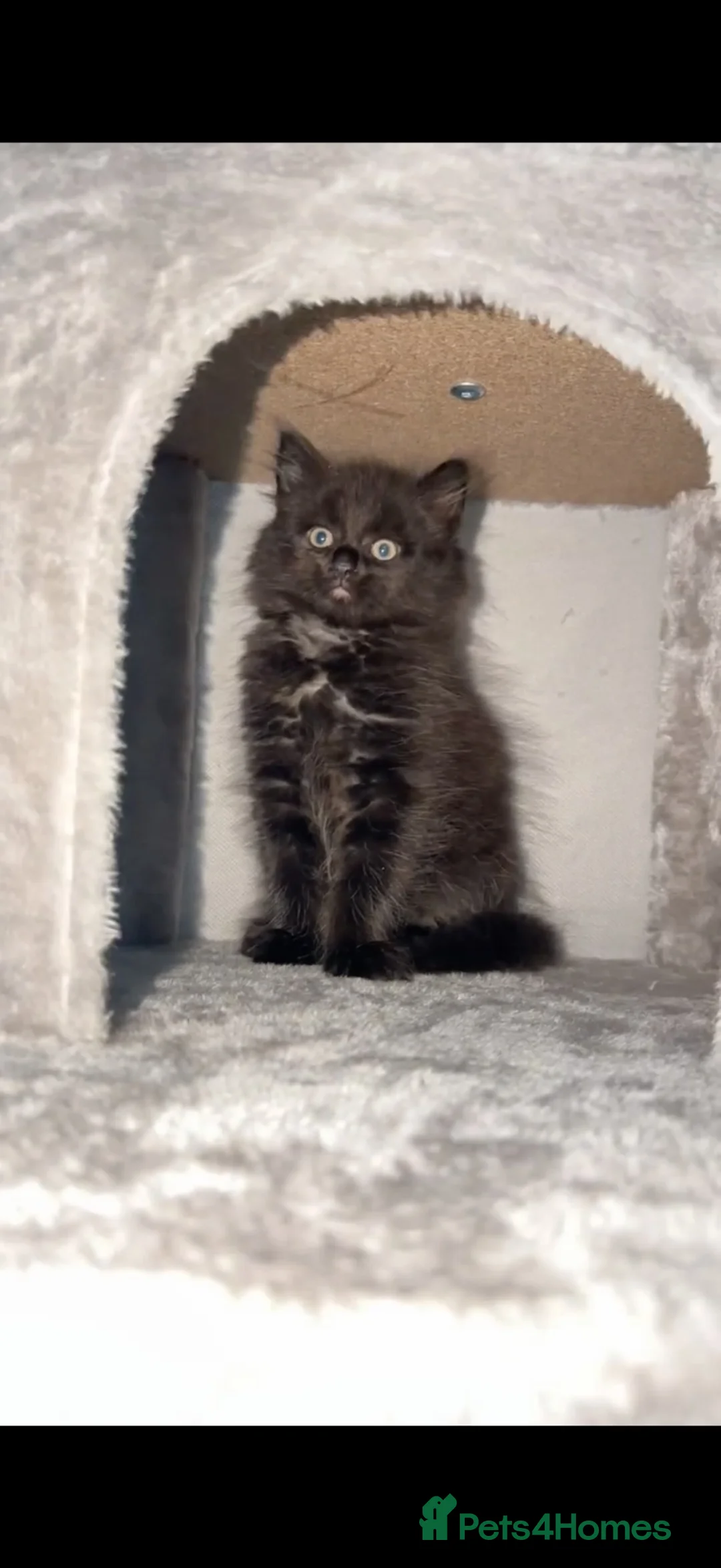 Mixed Breed cats for sale: Sweetest fluffy male  - Advert 4