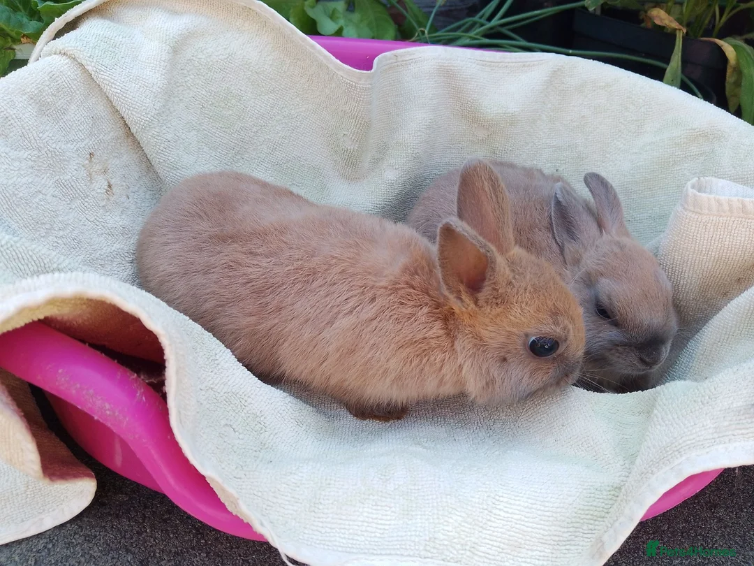Netherland Dwarf rabbits for sale: Baby Male Netherland Dwarf Rabbits - Advert 1