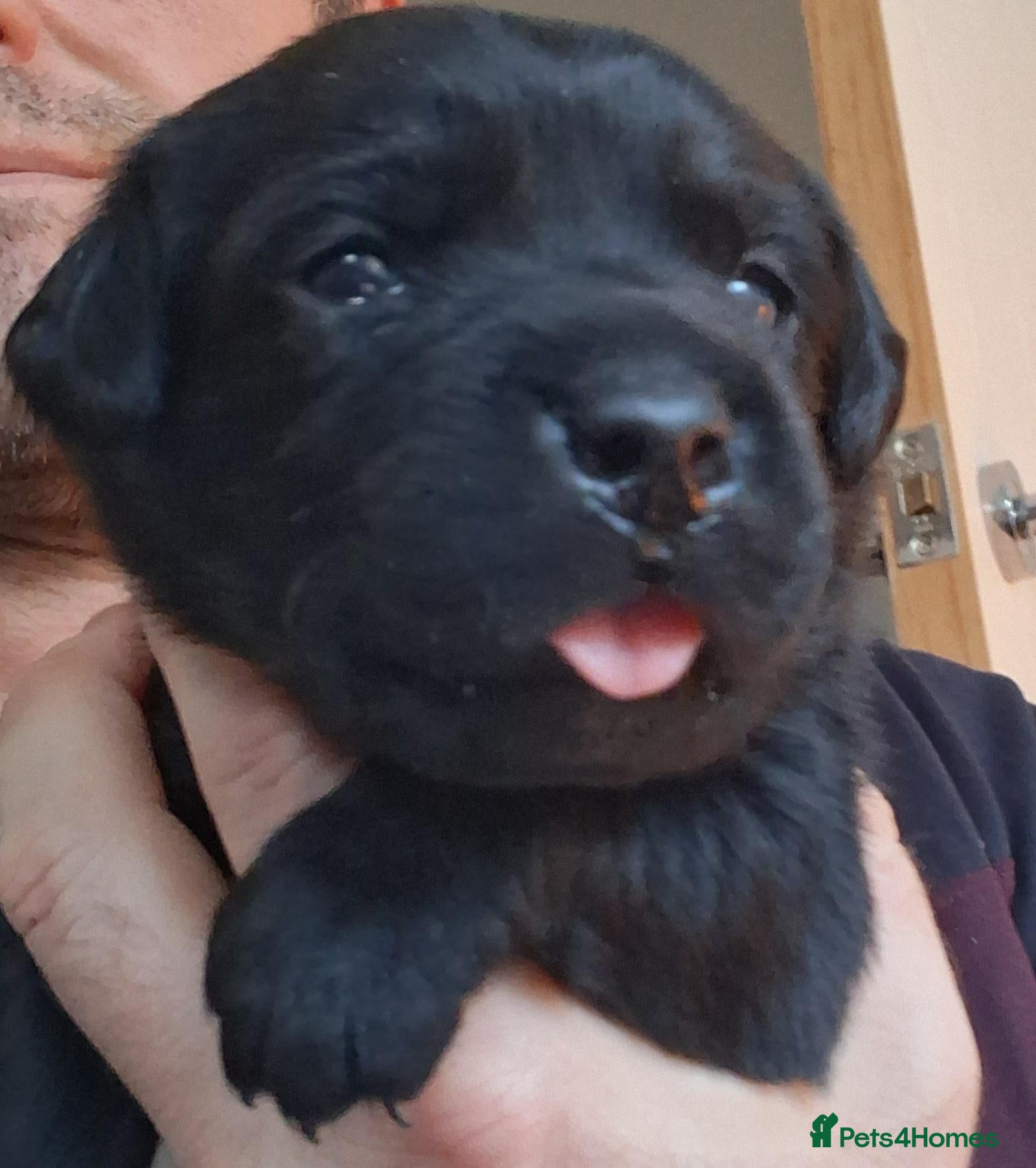 Labrador Retriever dogs LABRADOR PUPPIES - Advert 5