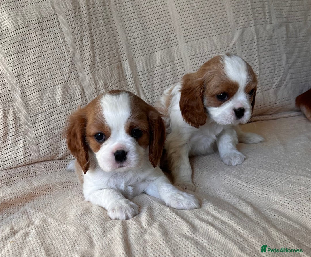 Cavalier King Charles Spaniel dogs for sale: Gorgeous Cavalier King Charles Puppies  - Image 23
