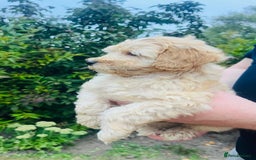 Labradoodle dogs for sale: Chunky Miniature Soft Curled Labradoodle Pups - Image 14