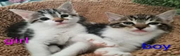 Mixed Breed cats for sale: Kittens - Advert 6