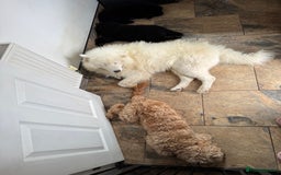 Samoyed dogs for sale: 🐾 🐶 AMAZING, UNIQUE, HEAD TURNING male Samoyed - Image 31