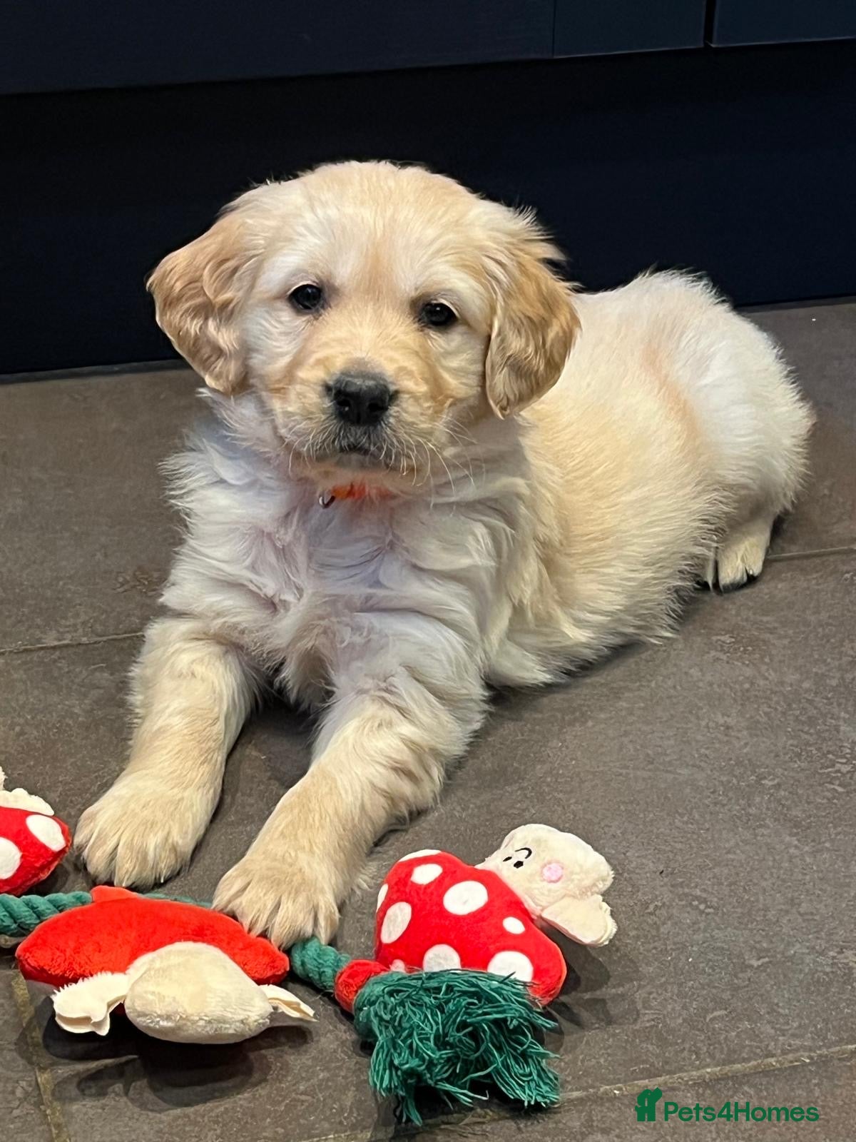 Golden Retriever dogs Kennel Club Health Tested Golden Retriever Puppies - Advert 2