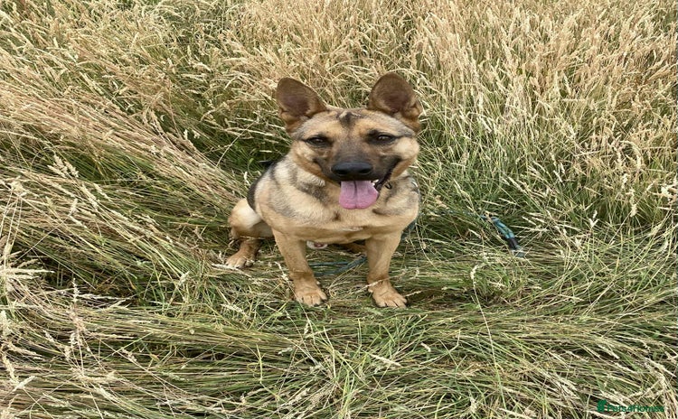 Mixed Breed dogs - Advert 1