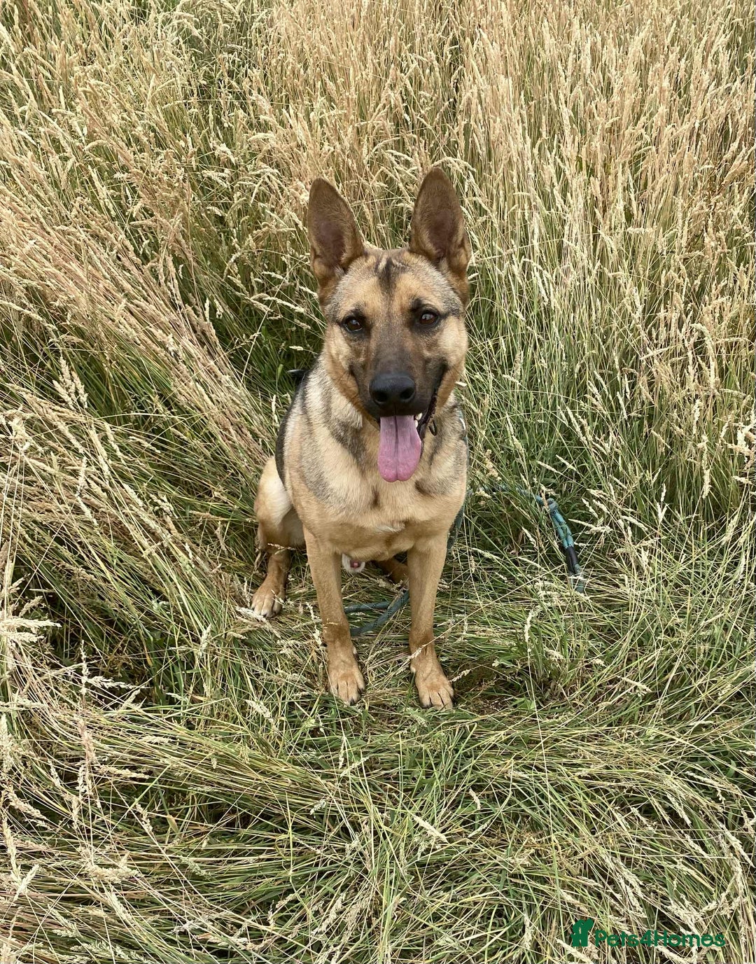Mixed Breed dogs for adoption: KODA - 5 years old, Shepherd Mix, Boy - Image 1