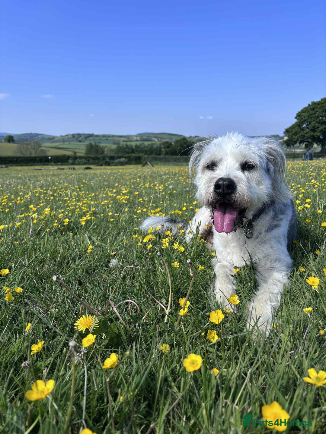Mixed Breed dogs for adoption: Brian is looking for a home -Mioritic Shepherd  - Image 12