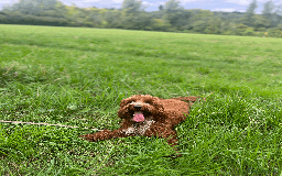 Goldendoodle dogs for stud: Free Mini Goldendoodle for stud  in Brentwood - Image 3