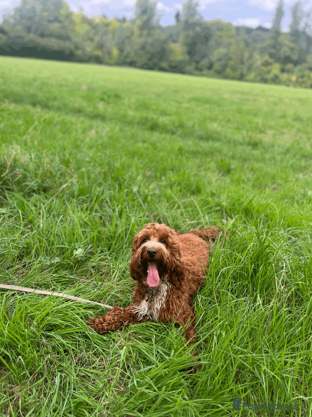 Goldendoodle dogs for stud: Free Mini Goldendoodle for stud  in Brentwood - Image 3