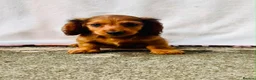 Miniature Dachshund dogs for sale: Long haired dachshund puppies  - Advert 12