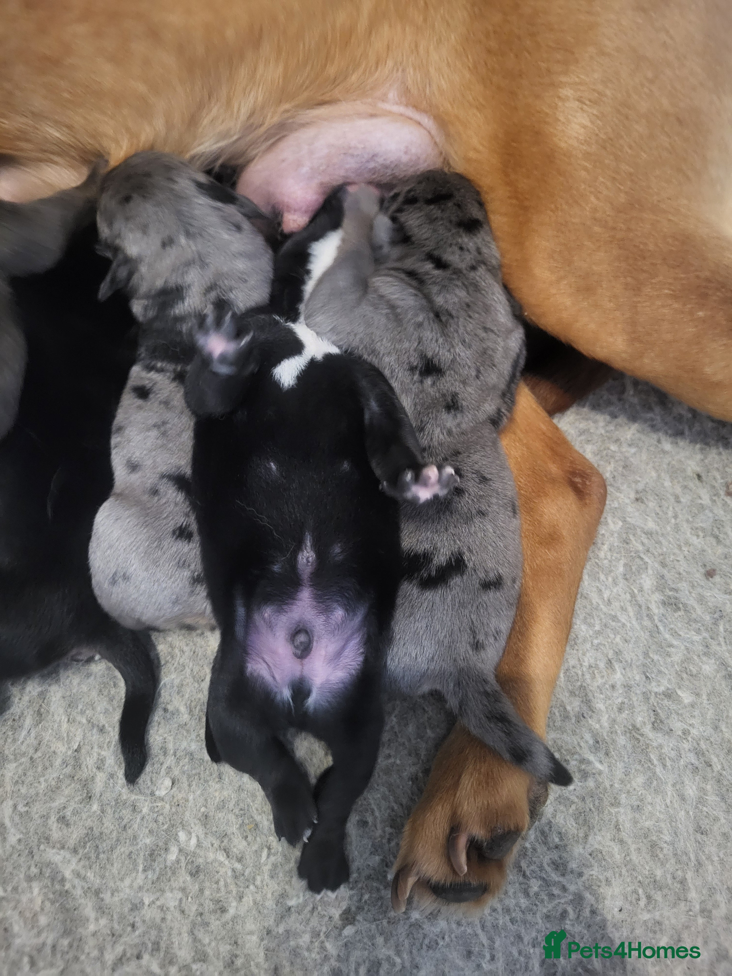 Mixed Breed dogs Beautiful bullador pups in Washington - Advert 1