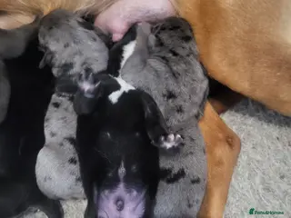 Mixed Breed dogs Beautiful bullador pups in Washington - Advert 1