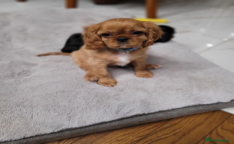 Cavalier King Charles Spaniel dogs - Advert 1