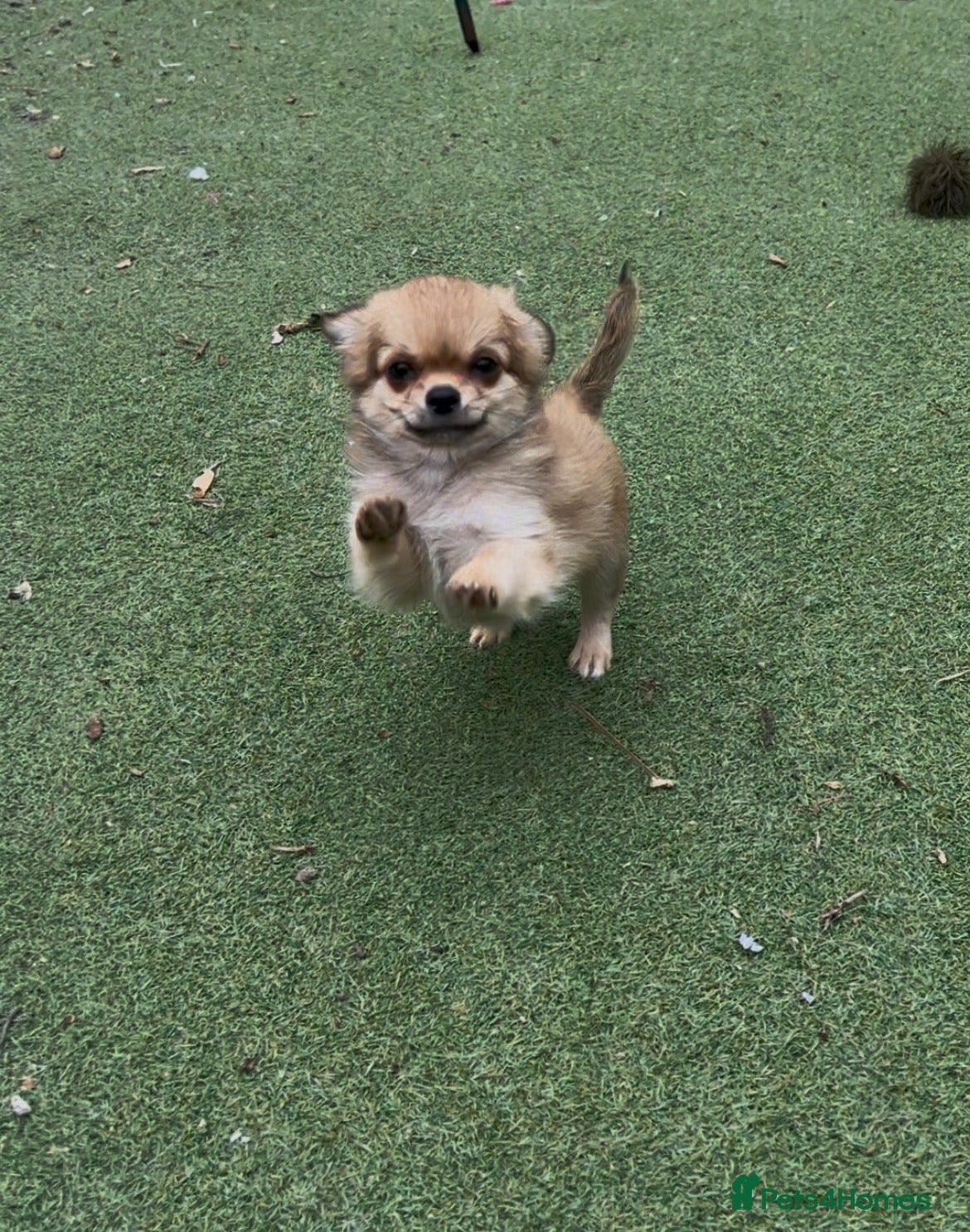 Chihuahua dogs KC LONG COAT CHIHUAHUAS - Advert 1