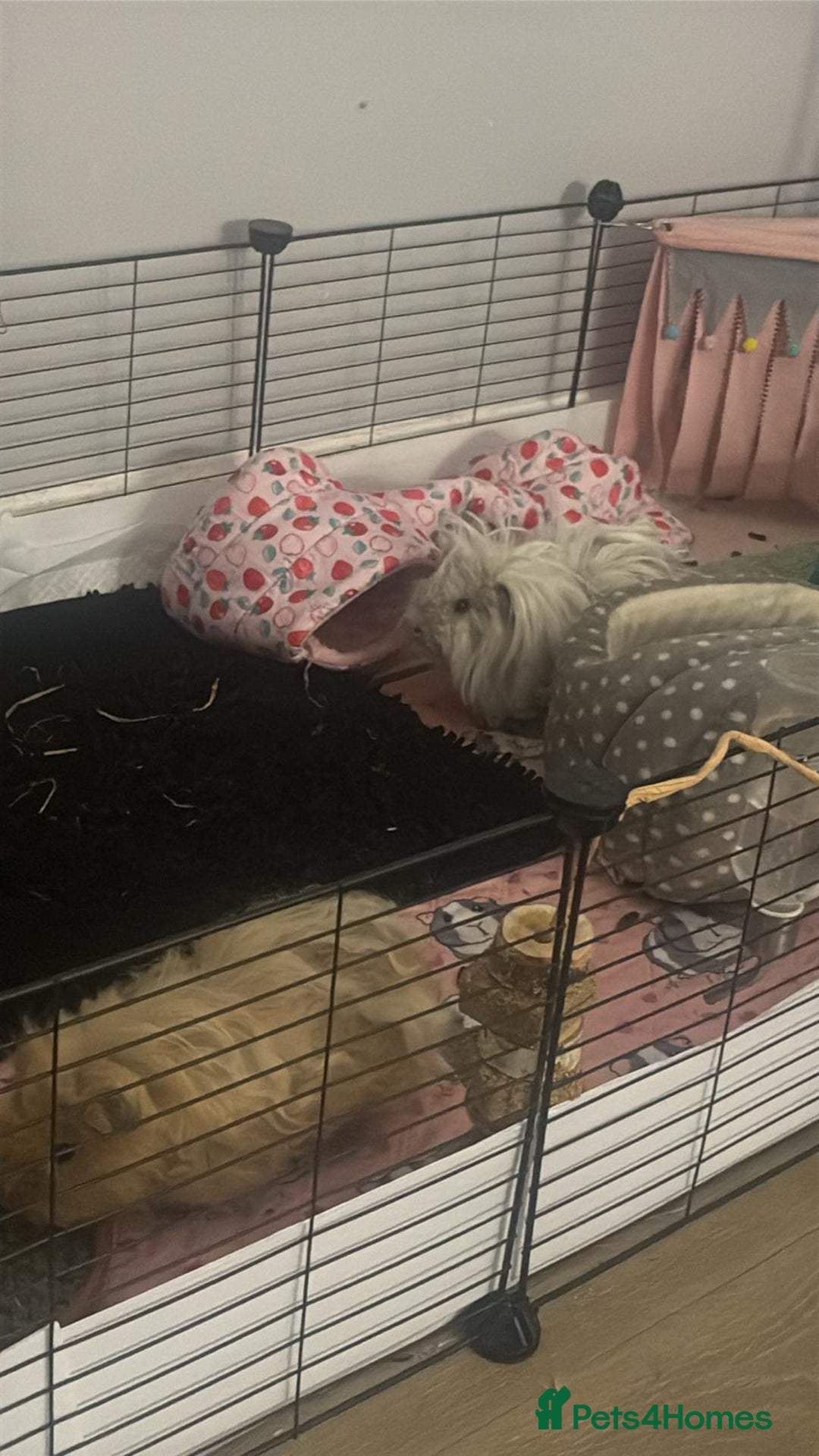 Guinea Pig rodents for sale: 2 male guinea pigs - Image 3