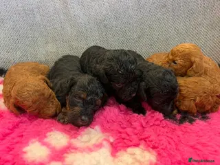 Toy Poodle dogs ⭐️Tiny beautiful Toy Poodles 🐾 - Advert 7