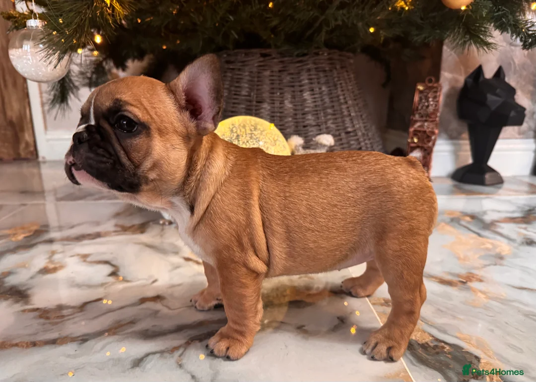 French Bulldog dogs for sale: Champion Sired last female Fawn French bulldog - Advert 26