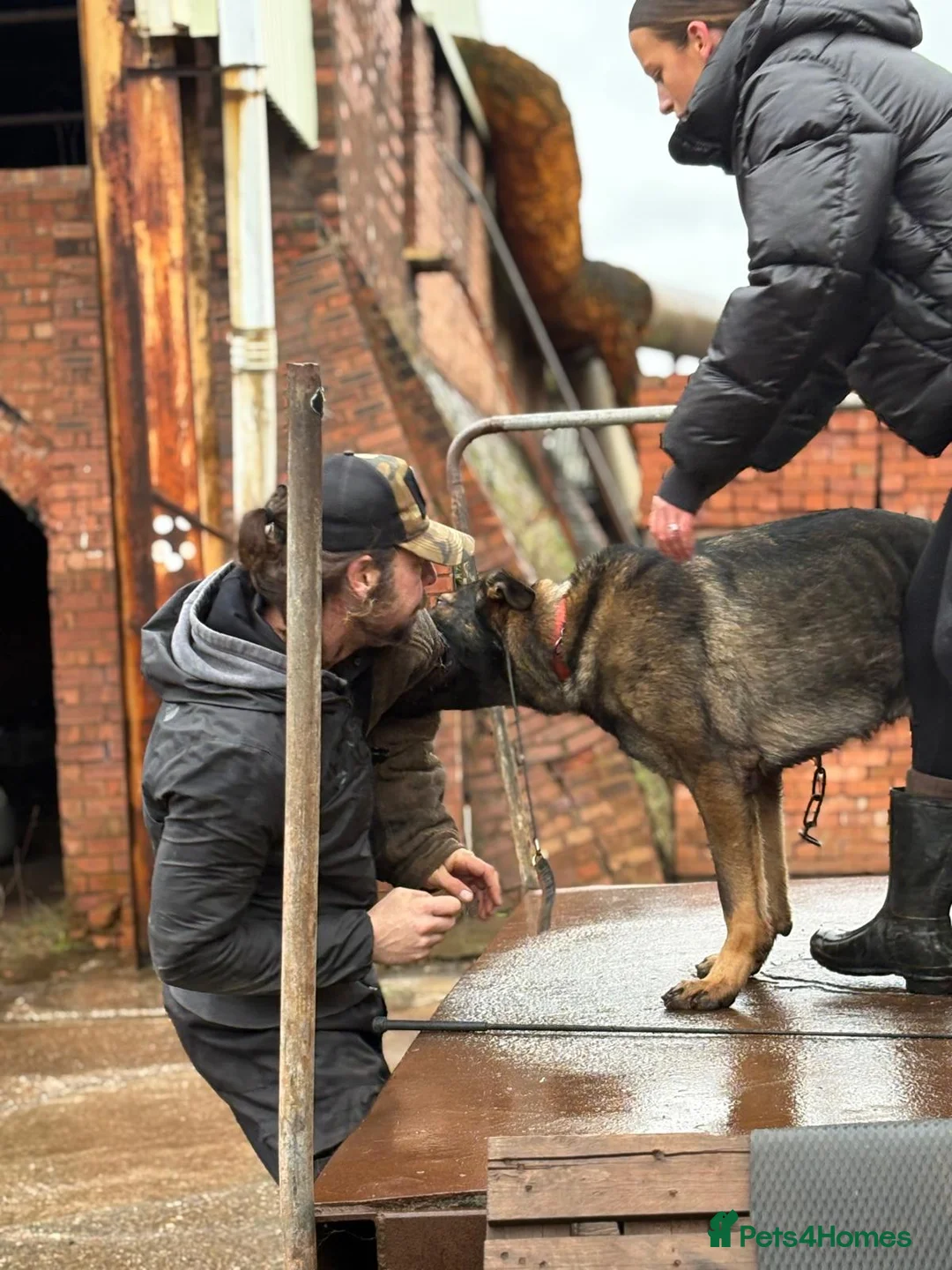 German Shepherd dogs for stud: CAESAR of TYGUARD AXLE x YORKA Z GEMERA IKC in Neston - Advert 4