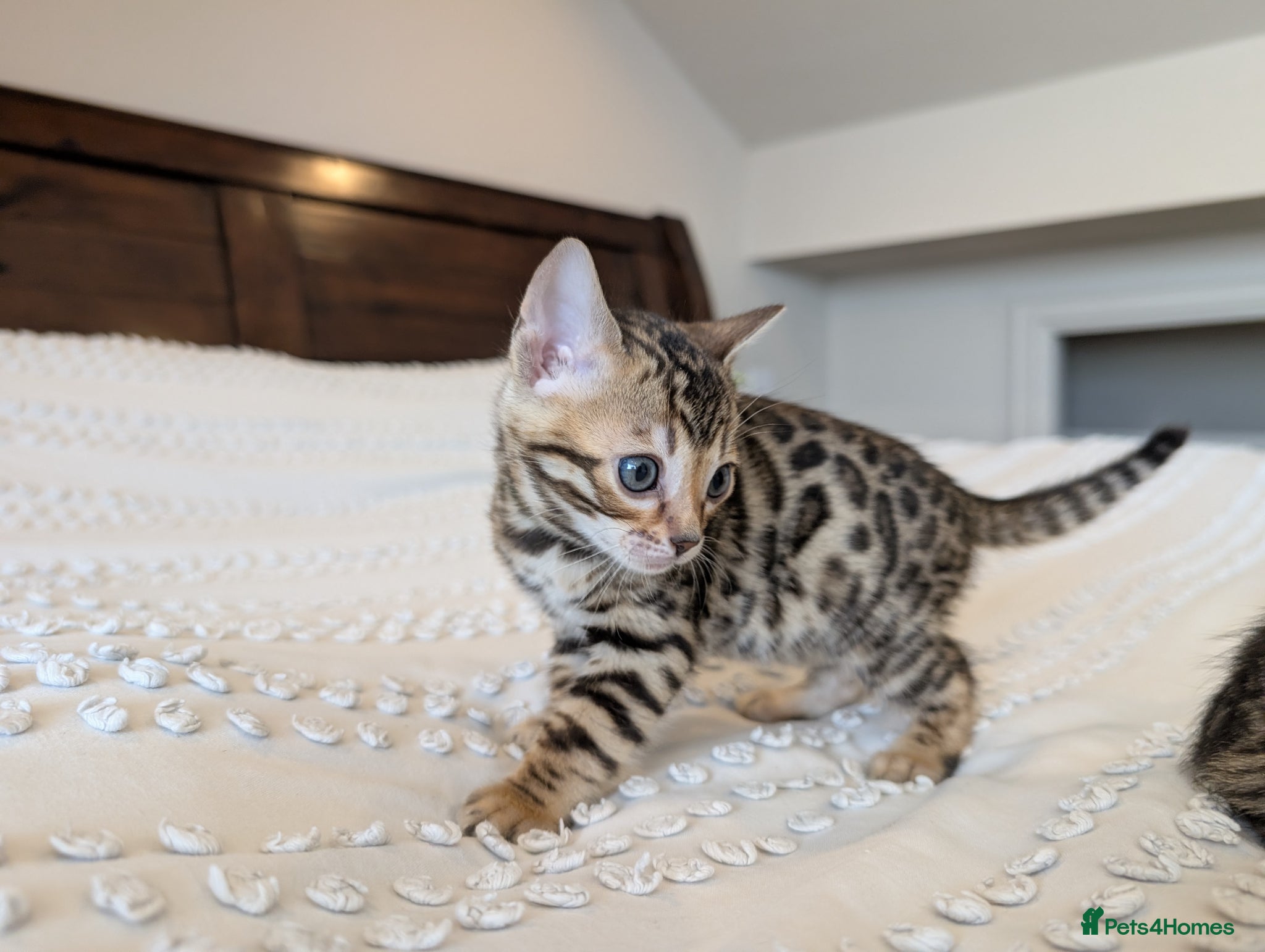 Bengal cats 🖤🩶🤍 BEAUTIFUL BENGAL KITTENS 🤍🩶🖤 - Advert 2