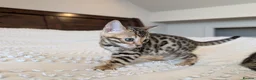 Bengal cats for sale: 🖤🩶🤍 BEAUTIFUL BENGAL KITTENS 🤍🩶🖤 - Advert 30