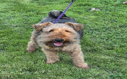 Welsh Terrier dogs for sale: Welsh Terrier  - Image 5