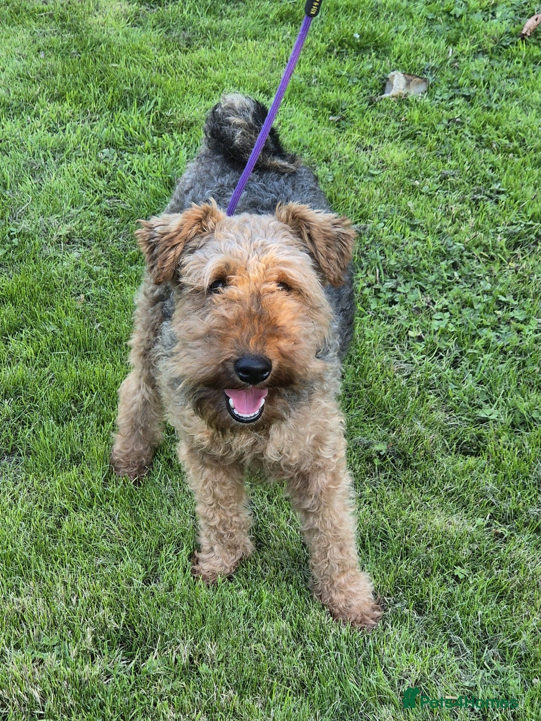 Welsh Terrier dogs for sale: Welsh Terrier  - Image 5