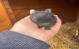 Netherland Dwarf rabbits for sale: Netherland dewarfs, ready to leave in 6 weeks  - Image 12