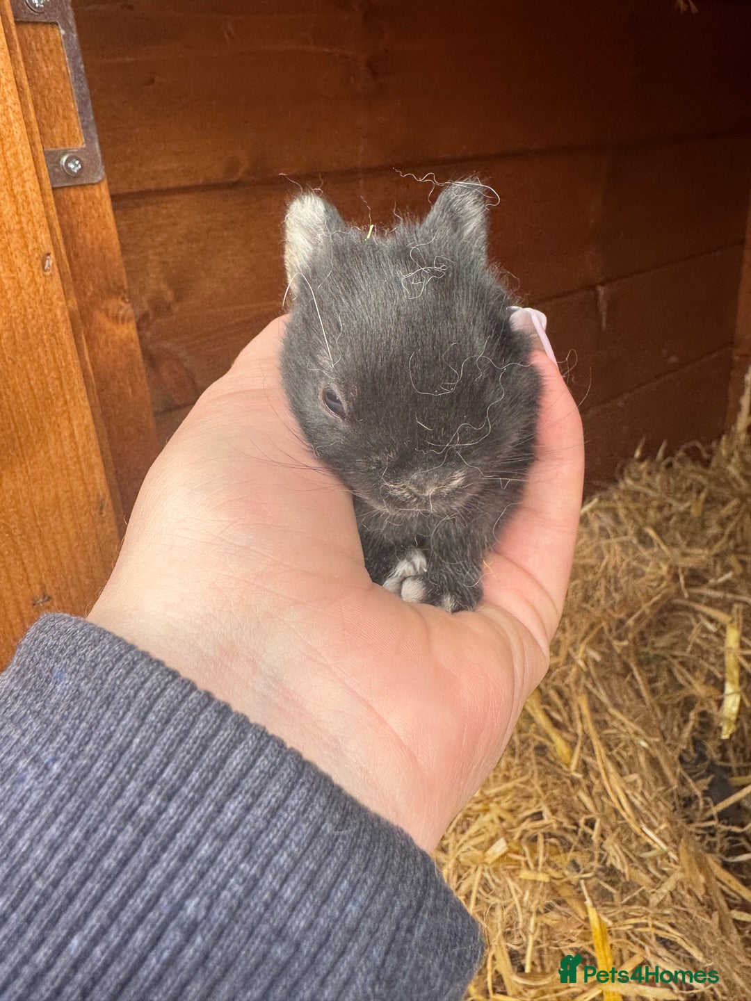 Netherland Dwarf rabbits for sale: Netherland dewarfs, ready to leave in 6 weeks  - Image 12
