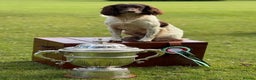 English Springer Spaniel dogs for stud: CHAMPIONSHIP WINNER 2025,ROSEBAY BLUE,HEALTHTESTED in Bristol - Advert 8
