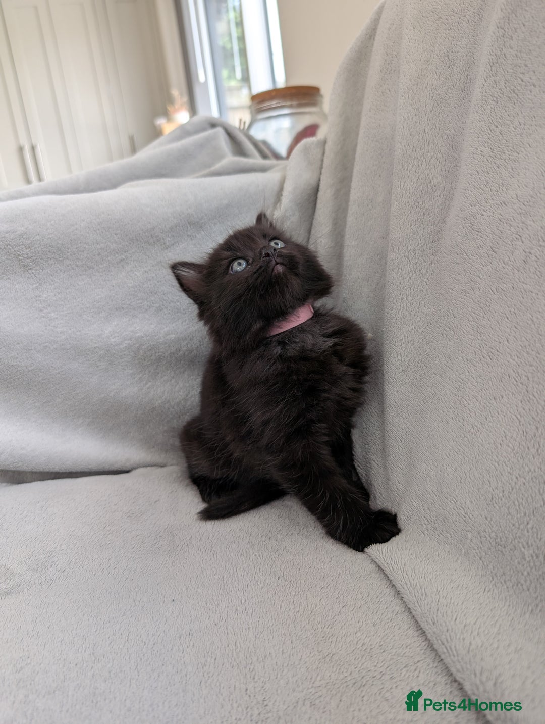 Ragdoll cats for sale: Tabby or black Ragdoll x kittens - Image 33