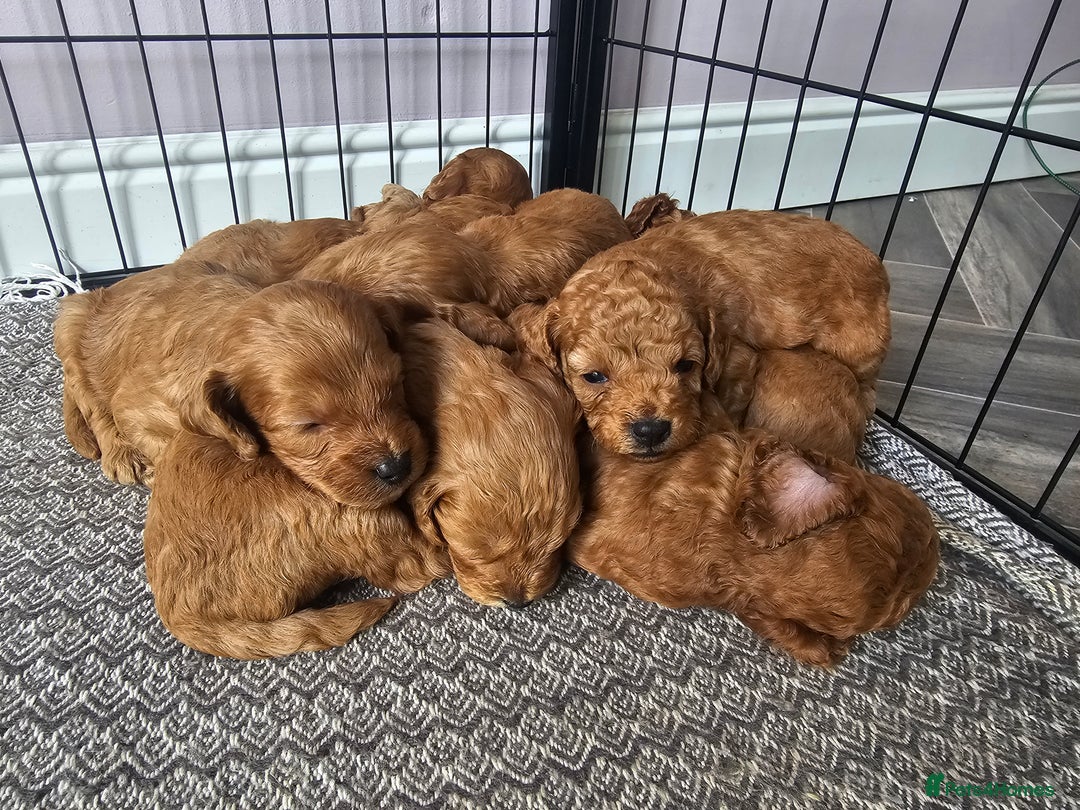 Cockapoo dogs for sale: Little teddy bears - Image 4