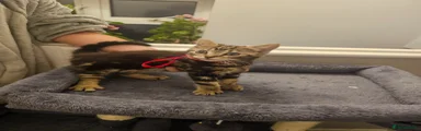 American Shorthair Kitten 4