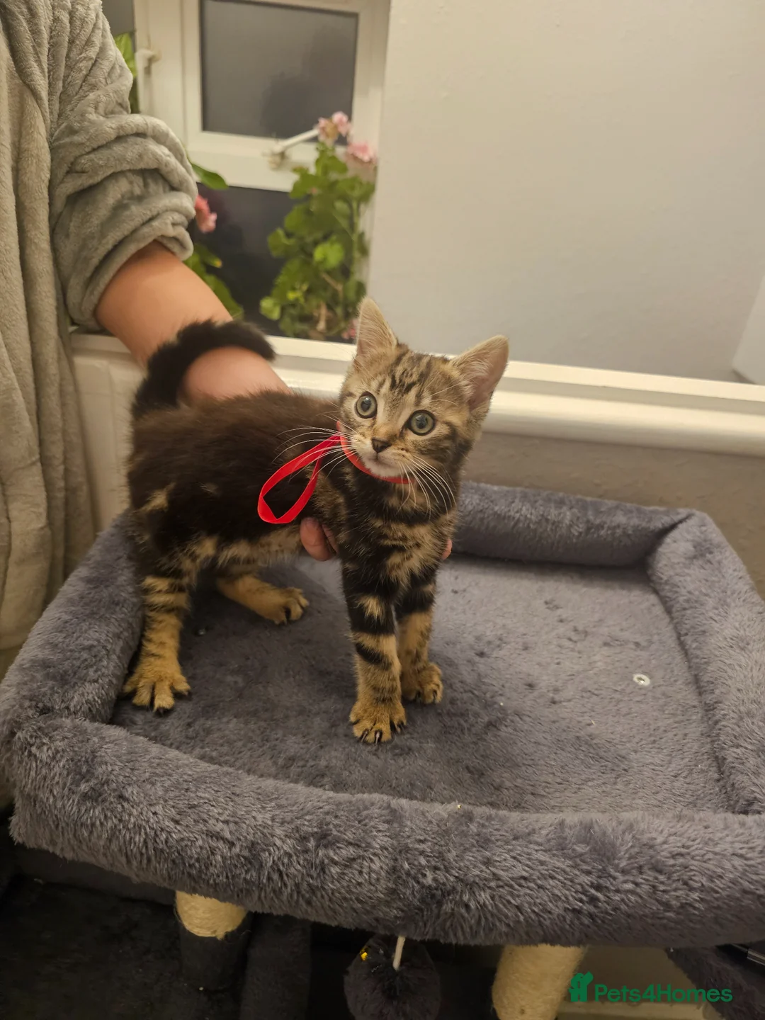 American Shorthair cats for sale: Kittens for sale  - Advert 6